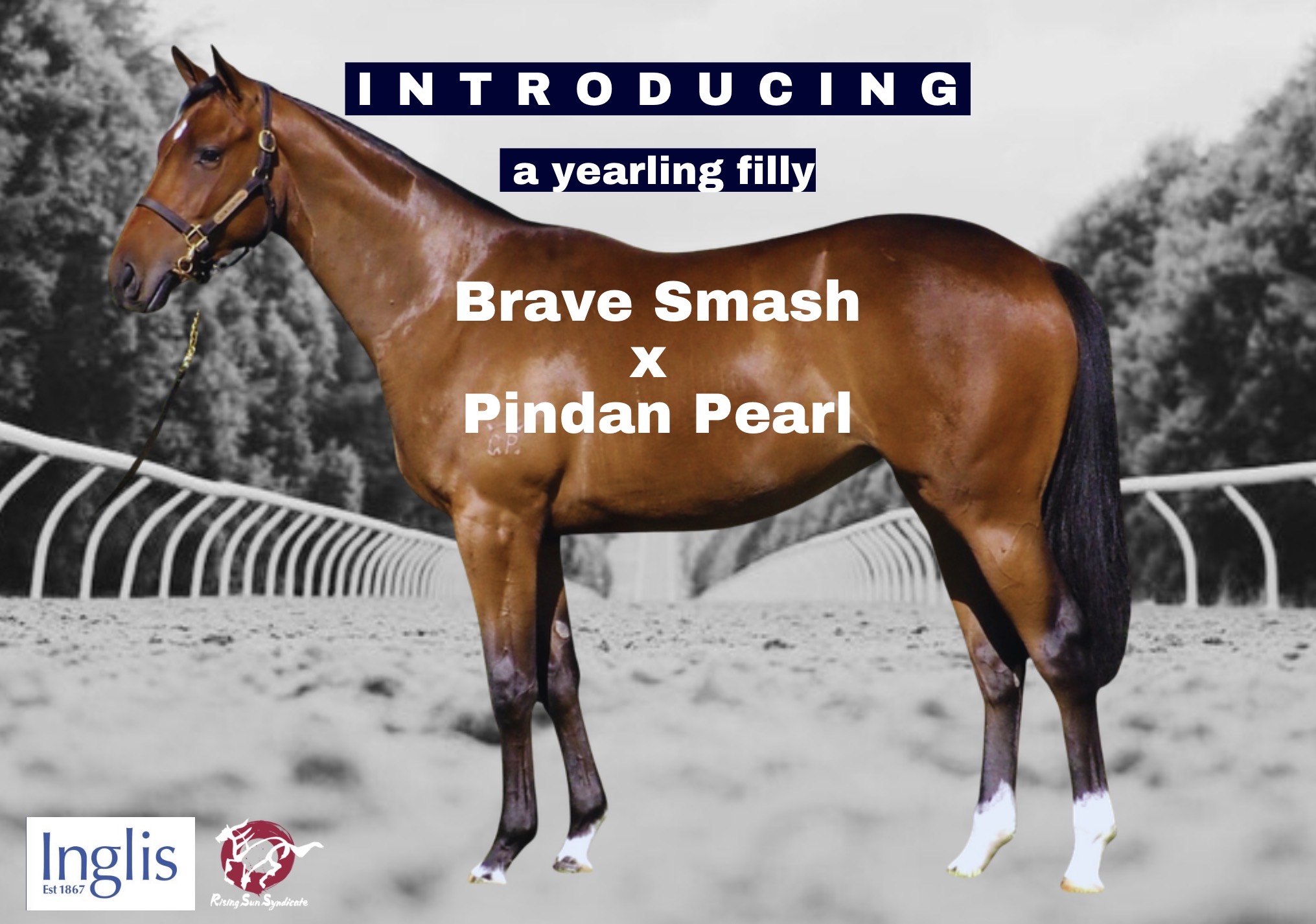 Brave Smash filly Presentation